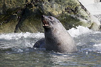 Antarctic Fur Seal (Arctocephalus gazella) bull calling, South Georgia Island