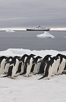 Adelie Penguin (Pygoscelis adeliae) group with ship in the background, Antarctic Peninsula, Antarctica