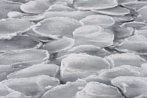 Pancake ice, Antarctica