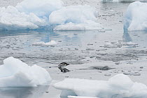 Gentoo Penguin (Pygoscelis papua) porpoising among icefloes, Antarctica