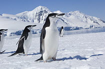 Chinstrap Penguin (Pygoscelis antarctica) group, Antarctic Penninsula, Antarctica