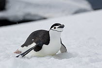 Chinstrap Penguin (Pygoscelis antarctica) tobogganing, Antarctic Penninsula, Antarctica