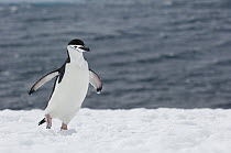 Chinstrap Penguin (Pygoscelis antarctica) walking, Antarctic Penninsula, Antarctica