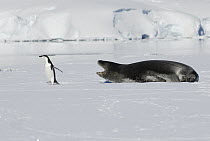 Leopard Seal (Hydrurga leptonyx) chasing Chinstrap Penguin (Pygoscelis antarctica) on ice, Antarctica