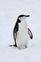 Chinstrap Penguin (Pygoscelis antarctica), Antarctic Penninsula, Antarctica