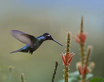 Magnificent Hummingbird (Eugenes fulgens) male foraging, Costa Rica