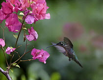 Magnificent Hummingbird (Eugenes fulgens) female feeding at flower, Costa Rica
