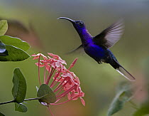 Violet Sabre-wing (Campylopterus hemileucurus) male hummingbird feeding at flower, Costa Rica