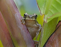 Mexican Treefrog (Smilisca baudinii), Costa Rica