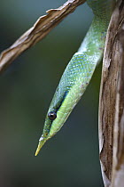 Rhinoceros Snake (Rhynchophis boulengeri) in tree, Costa Rica