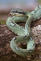 Ceylon Pit Viper (Trimeresurus trigonocephalus) on branch, Costa Rica