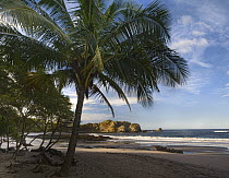 Palm trees line Pelada Beach, Costa Rica