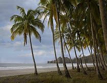 Palm trees line Carillo Beach, Costa Rica