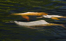 Amazon River Dolphin (Inia geoffrensis) females, Rio Negro, Amazonia, Brazil