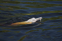 Amazon River Dolphin (Inia geoffrensis) with caught fish, Rio Negro, Amazonia, Brazil