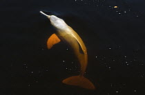 Amazon River Dolphin (Inia geoffrensis) female surfacing, Rio Negro, Amazonia, Brazil