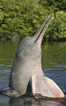 Amazon River Dolphin (Inia geoffrensis) spyhopping, Rio Negro, Amazonia, Brazil