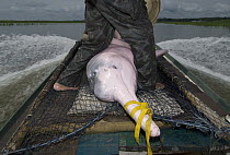 Amazon River Dolphin (Inia geoffrensis) on boat after being captured for research, Mamiraua Reserve, Amazon, Brazil