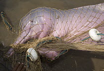 Amazon River Dolphin (Inia geoffrensis) female captured in net for research, Mamiraua Reserve, Amazon, Brazil