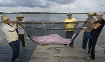 Amazon River Dolphin (Inia geoffrensis) researchers carrying captured dolphin, Mamiraua Reserve, Amazon, Brazil