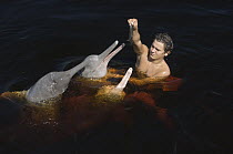 Amazon River Dolphin (Inia geoffrensis) trio fed by tourist, Mamiraua Reserve, Amazon, Brazil