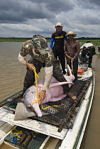 Amazon River Dolphin (Inia geoffrensis) researchers getting ready to release female, Mamiraua Reserve, Amazon, Brazil