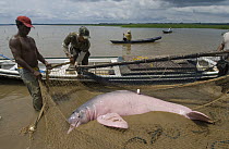 Amazon River Dolphin (Inia geoffrensis) captured in net for research, Mamiraua Reserve, Amazon, Brazil