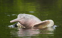 Amazon River Dolphin (Inia geoffrensis) jumping, Ariau River, tributary of Rio Negro, Amazonia, Brazil