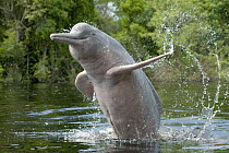 Amazon River Dolphin (Inia geoffrensis) jumping, Ariau River, tributary of Rio Negro, Amazonia, Brazil