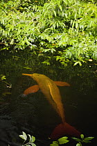 Amazon River Dolphin (Inia geoffrensis) in flooded forest, Rio Negro, Amazonia, Brazil
