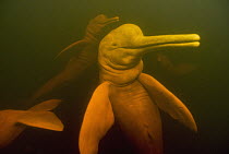 Amazon River Dolphin (Inia geoffrensis) group swimming, Rio Negro, Amazonia, Brazil