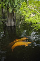 Amazon River Dolphin (Inia geoffrensis) trio swimming through flooded forest, Rio Negro, Amazonia, Brazil