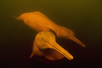 Amazon River Dolphin (Inia geoffrensis) pair swimming, Rio Negro, Amazonia, Brazil