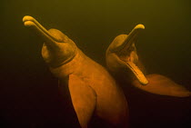 Amazon River Dolphin (Inia geoffrensis) pair swimming, Rio Negro, Amazonia, Brazil