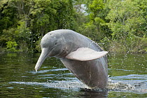 Amazon River Dolphin (Inia geoffrensis) jumping, Rio Negro, Amazonia, Brazil