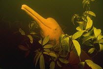 Amazon River Dolphin (Inia geoffrensis) in flooded forest, Rio Negro, Amazonia, Brazil