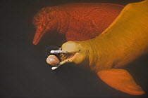 Amazon River Dolphin (Inia geoffrensis) playing with floating seed, Rio Negro, Amazonia, Brazil