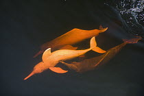 Amazon River Dolphin (Inia geoffrensis) trio swimming, Rio Negro, Amazonia, Brazil