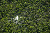 Flooded forest, habitat for the Amazon River dolphin, Rio Negro, Amazonia, Brazil