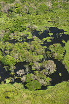 Flooded forest, habitat for the Amazon River dolphin, Anavilhanas Archipelago, Rio Negro, Amazon, Brazil