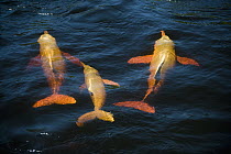 Amazon River Dolphin (Inia geoffrensis) trio swimming near surface, Rio Negro, Amazonia, Brazil