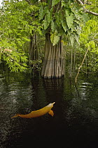 Amazon River Dolphin (Inia geoffrensis) in flooded forest, Ariau River, tributary of Rio Negro, Amazonia, Brazil