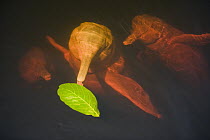 Amazon River Dolphin (Inia geoffrensis) playing with floating leaf, Rio Negro, Amazonia, Brazil