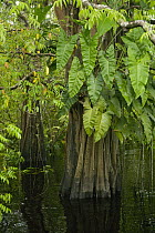 Flooded forest, habitat for the amazon river dolphin, Rio Negro, Amazonia, Brazil