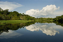 Flooded lowland forest, habitat for the amazon river dolphin, tributary of the Rio Negro, Amazonia, Brazil