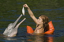 Amazon River Dolphin (Inia geoffrensis) being fed by tourist, Rio Negro, Amazonia, Brazil
