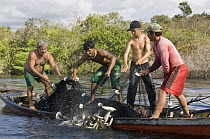 Villagers catching fish in flooded forest, Rio Negro, Amazonia, Brazil