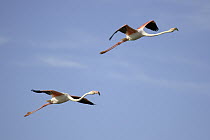 Greater Flamingo (Phoenicopterus ruber) pair flying, Camargue, France
