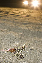California Tiger Salamander (Ambystoma californiense) killed by car while it was migrating to its breeding pond, Monterey Bay, California
