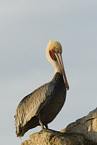 Brown Pelican (Pelecanus occidentalis) in basic plumage, Natural Bridges State Beach, Santa Cruz, California